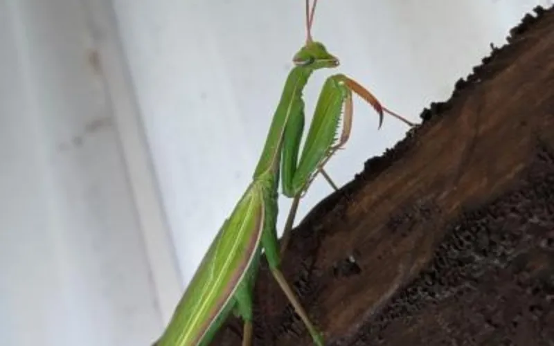 Le monde des insectes aux jardins gamelin - Place Émilie-Gamelin