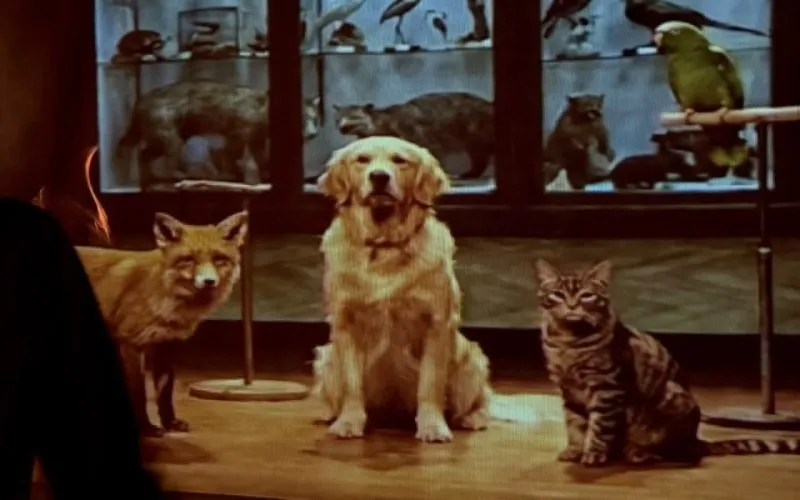 The animal room