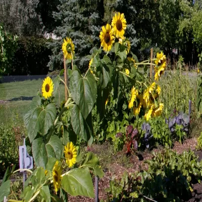 Jardin communautaire Basile-Patenaude