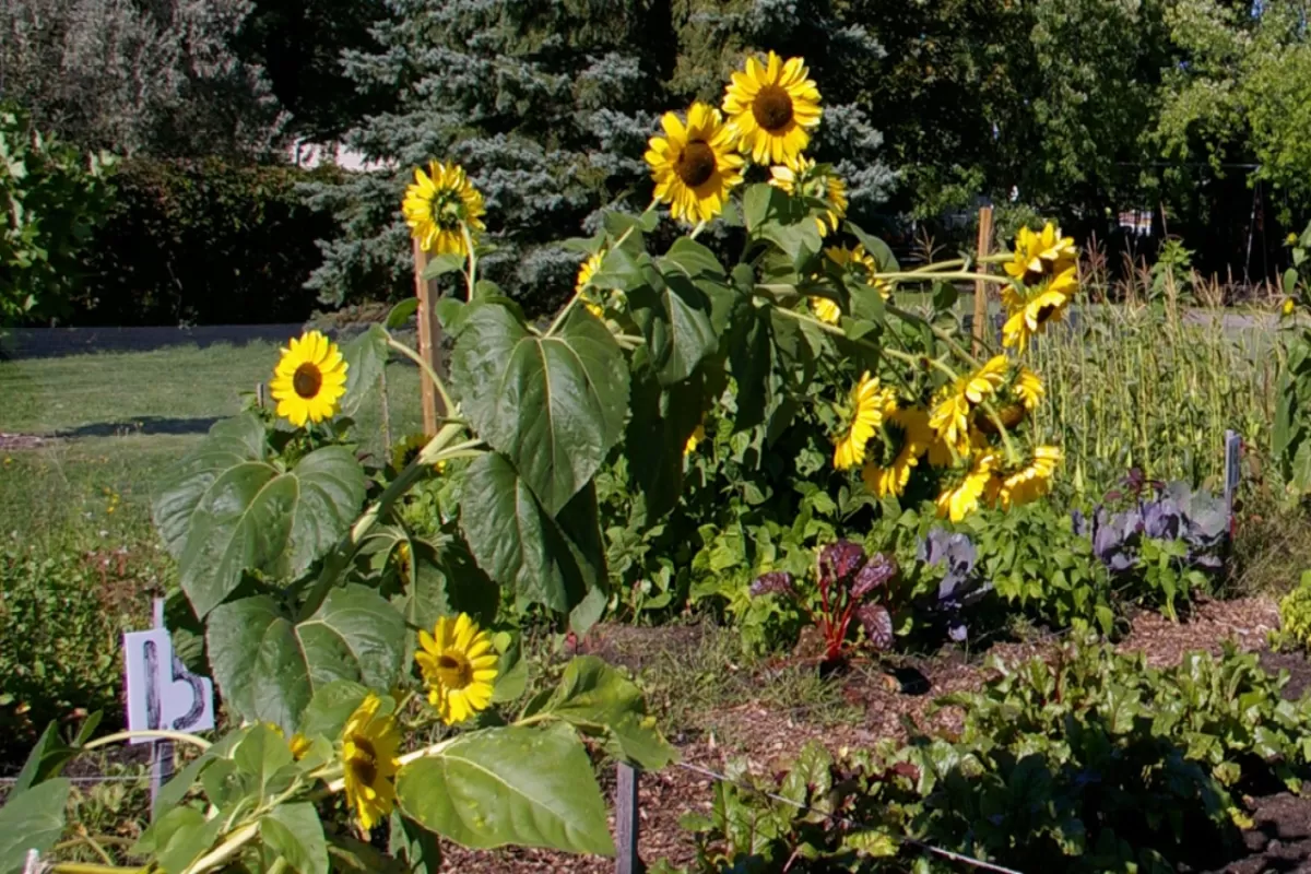 Jardin communautaire Basile-Patenaude