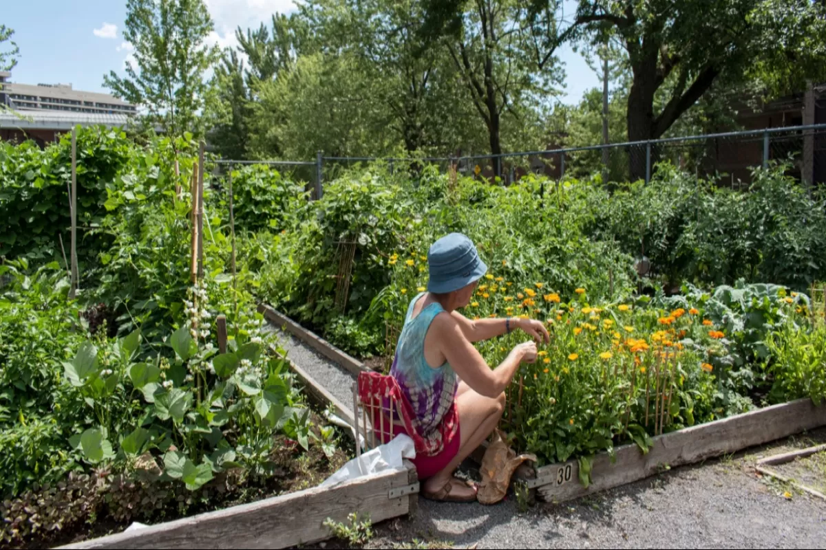 Jardin communautaire Médéric-Martin